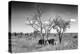 Awesome South Africa Collection B&W - Two White Rhinoceros IV-Philippe Hugonnard-Premier Image Canvas