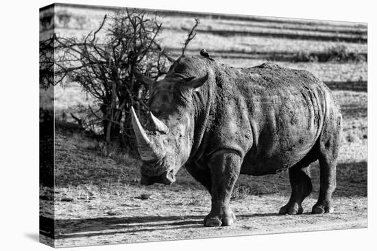 Awesome South Africa Collection B&W - White Rhinoceros-Philippe Hugonnard-Premier Image Canvas