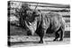 Awesome South Africa Collection B&W - White Rhinoceros-Philippe Hugonnard-Premier Image Canvas