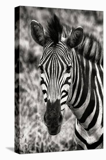 Awesome South Africa Collection B&W - Zebra Portrait-Philippe Hugonnard-Premier Image Canvas