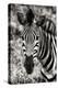 Awesome South Africa Collection B&W - Zebra Portrait-Philippe Hugonnard-Premier Image Canvas