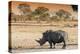 Awesome South Africa Collection - Black Rhinoceros and Savanna Landscape at Sunset-Philippe Hugonnard-Premier Image Canvas