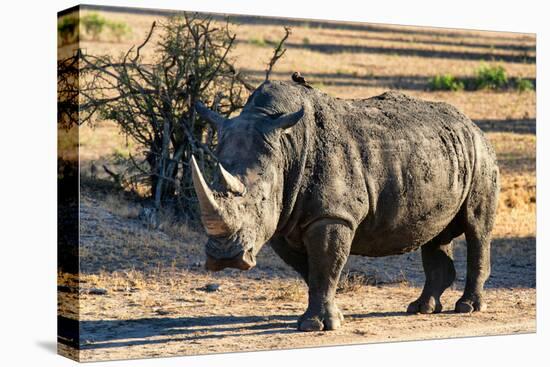 Awesome South Africa Collection - Black Rhinoceros I-Philippe Hugonnard-Premier Image Canvas