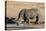 Awesome South Africa Collection - Black Rhinoceros II-Philippe Hugonnard-Premier Image Canvas