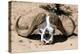 Awesome South Africa Collection - Buffalo Bone-Philippe Hugonnard-Premier Image Canvas