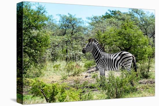 Awesome South Africa Collection - Burchell's Zebra IV-Philippe Hugonnard-Premier Image Canvas