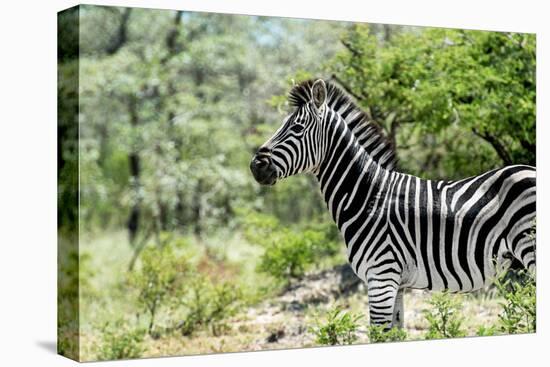 Awesome South Africa Collection - Burchell's Zebra VIII-Philippe Hugonnard-Premier Image Canvas