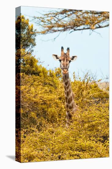 Awesome South Africa Collection - Giraffe in Yellow Trees II-Philippe Hugonnard-Premier Image Canvas