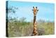 Awesome South Africa Collection - Giraffe Portrait-Philippe Hugonnard-Premier Image Canvas
