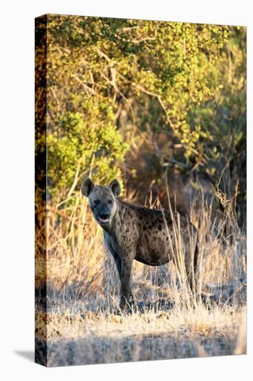 Awesome South Africa Collection - Hyena at Sunset II-Philippe Hugonnard-Premier Image Canvas