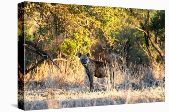 Awesome South Africa Collection - Hyena at Sunset-Philippe Hugonnard-Premier Image Canvas