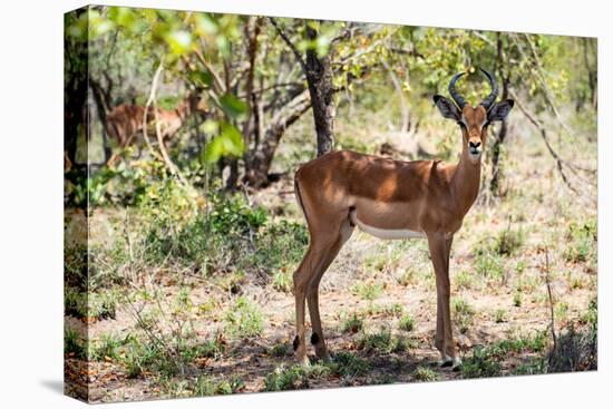 Awesome South Africa Collection - Impala Buck-Philippe Hugonnard-Premier Image Canvas