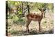 Awesome South Africa Collection - Impala Buck-Philippe Hugonnard-Premier Image Canvas