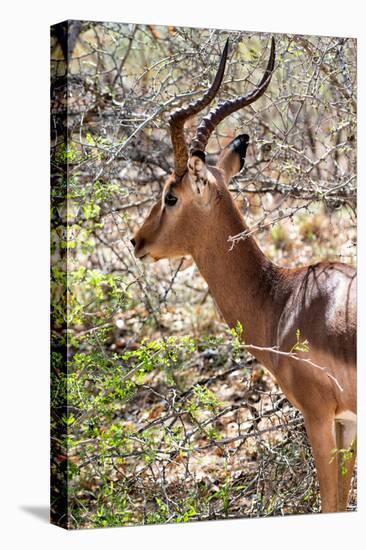 Awesome South Africa Collection - Impala Portrait-Philippe Hugonnard-Premier Image Canvas