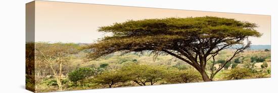 Awesome South Africa Collection Panoramic - Acacia Tree in Golden Sunrise Light-Philippe Hugonnard-Premier Image Canvas