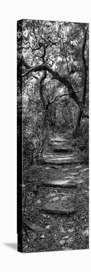 Awesome South Africa Collection Panoramic - African Forest B&W-Philippe Hugonnard-Premier Image Canvas