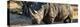 Awesome South Africa Collection Panoramic - Black Rhino at Sunset-Philippe Hugonnard-Premier Image Canvas