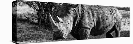 Awesome South Africa Collection Panoramic - Black Rhino B&W II-Philippe Hugonnard-Premier Image Canvas
