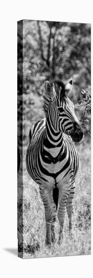 Awesome South Africa Collection Panoramic - Burchell's Zebra Portrait B&W-Philippe Hugonnard-Premier Image Canvas