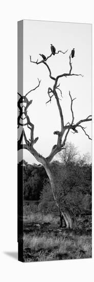 Awesome South Africa Collection Panoramic - Cape Vulture Tree II B&W-Philippe Hugonnard-Premier Image Canvas