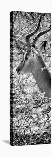 Awesome South Africa Collection Panoramic - Close-Up of Impala B&W-Philippe Hugonnard-Premier Image Canvas