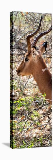 Awesome South Africa Collection Panoramic - Close-Up of Impala-Philippe Hugonnard-Premier Image Canvas