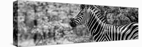 Awesome South Africa Collection Panoramic - Close-Up of Zebra B&W-Philippe Hugonnard-Premier Image Canvas