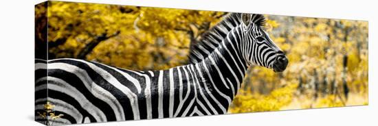 Awesome South Africa Collection Panoramic - Close-Up of Zebra with Yellow Savanna-Philippe Hugonnard-Premier Image Canvas