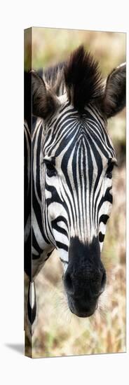 Awesome South Africa Collection Panoramic - Close-up Zebra Portrait III-Philippe Hugonnard-Premier Image Canvas