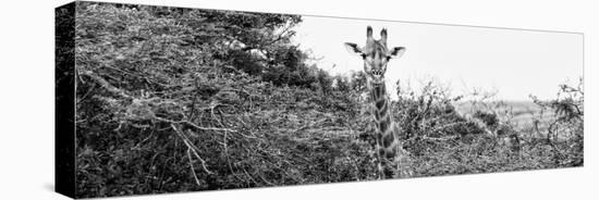 Awesome South Africa Collection Panoramic - Curious Giraffe B&W-Philippe Hugonnard-Premier Image Canvas