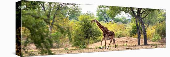 Awesome South Africa Collection Panoramic - Giraffe in the Savanna-Philippe Hugonnard-Premier Image Canvas