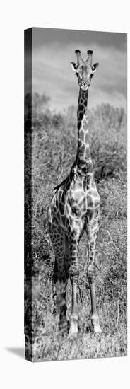 Awesome South Africa Collection Panoramic - Giraffe Portrait B&W-Philippe Hugonnard-Premier Image Canvas