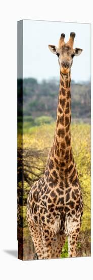 Awesome South Africa Collection Panoramic - Giraffe Portrait III-Philippe Hugonnard-Premier Image Canvas