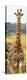 Awesome South Africa Collection Panoramic - Giraffe Portrait III-Philippe Hugonnard-Premier Image Canvas