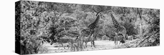 Awesome South Africa Collection Panoramic - Giraffes and Burchell's Zebra B&W-Philippe Hugonnard-Premier Image Canvas