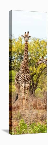 Awesome South Africa Collection Panoramic - Giraffes in Savannah II-Philippe Hugonnard-Premier Image Canvas