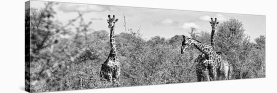 Awesome South Africa Collection Panoramic - Herd of Giraffes B&W-Philippe Hugonnard-Premier Image Canvas