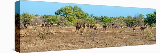 Awesome South Africa Collection Panoramic - Herd of Impalas-Philippe Hugonnard-Premier Image Canvas