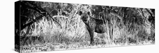 Awesome South Africa Collection Panoramic - Hyena B&W-Philippe Hugonnard-Premier Image Canvas