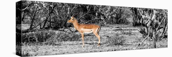 Awesome South Africa Collection Panoramic - Impala Antelope II-Philippe Hugonnard-Premier Image Canvas