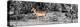 Awesome South Africa Collection Panoramic - Impala Antelope II-Philippe Hugonnard-Premier Image Canvas