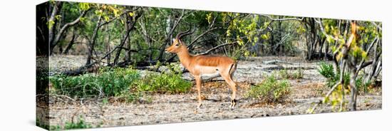 Awesome South Africa Collection Panoramic - Impala Antelope-Philippe Hugonnard-Premier Image Canvas