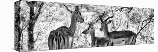 Awesome South Africa Collection Panoramic - Impala Family B&W-Philippe Hugonnard-Premier Image Canvas
