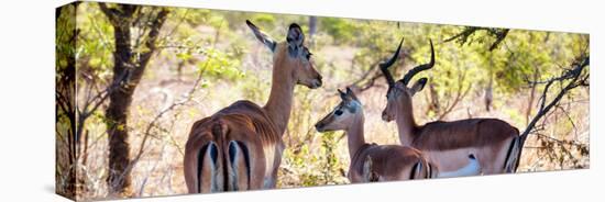 Awesome South Africa Collection Panoramic - Impala Family-Philippe Hugonnard-Premier Image Canvas