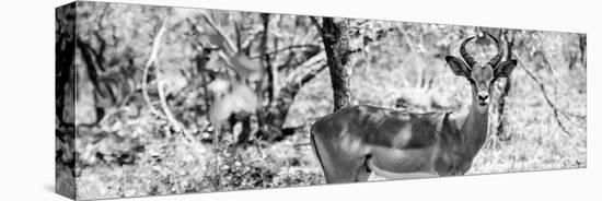 Awesome South Africa Collection Panoramic - Impala Portrait B&W-Philippe Hugonnard-Premier Image Canvas