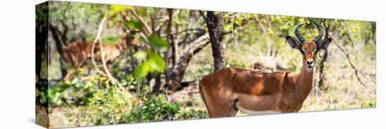 Awesome South Africa Collection Panoramic - Impala Portrait-Philippe Hugonnard-Premier Image Canvas