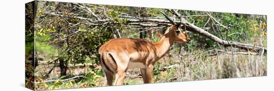 Awesome South Africa Collection Panoramic - Impala-Philippe Hugonnard-Premier Image Canvas