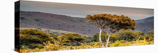 Awesome South Africa Collection Panoramic - Lone Acacia Tree II-Philippe Hugonnard-Premier Image Canvas