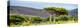 Awesome South Africa Collection Panoramic - Lone Acacia Tree-Philippe Hugonnard-Premier Image Canvas