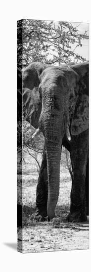 Awesome South Africa Collection Panoramic - Old African Elephant B&W-Philippe Hugonnard-Premier Image Canvas